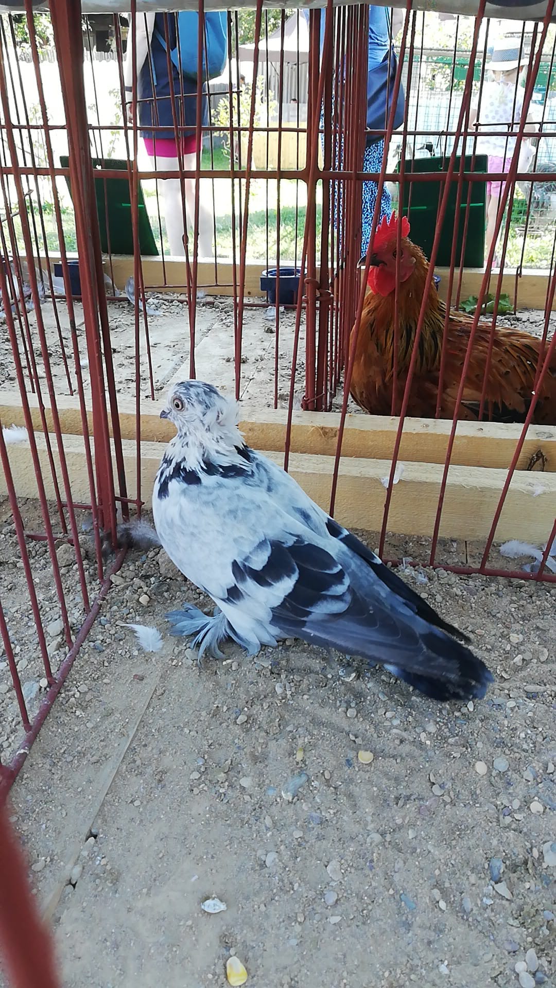 IMG-20240909-WA0062